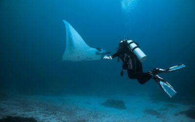 Manta raya fauna submarina
