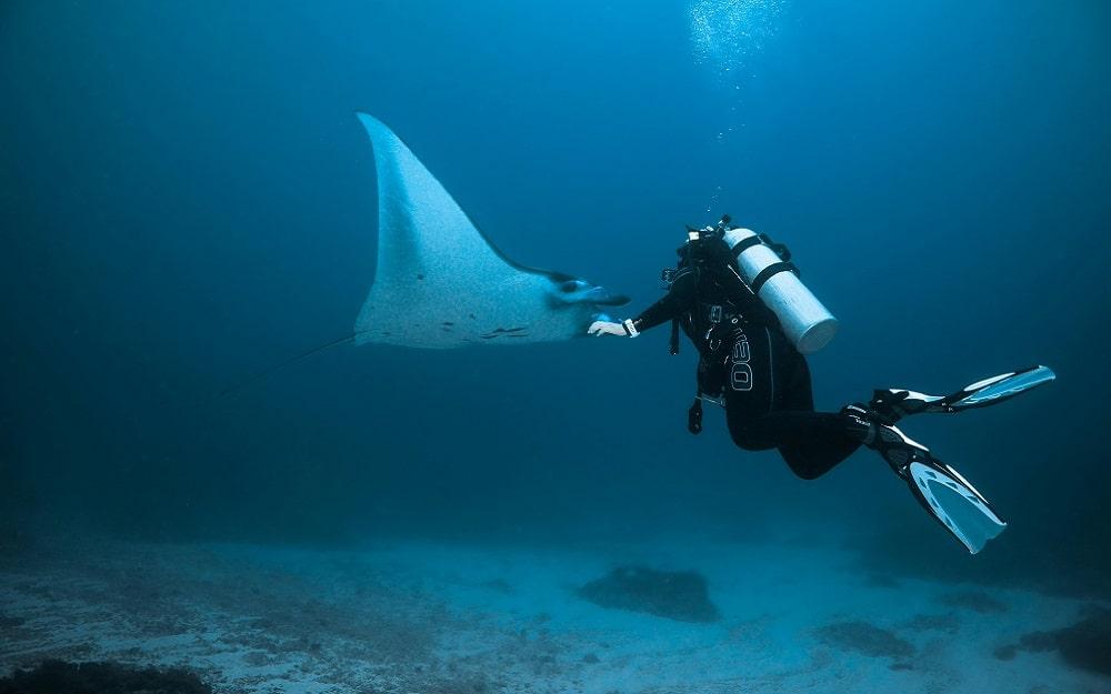 ¡Bucea entre la fauna submarina de Lanzarote!